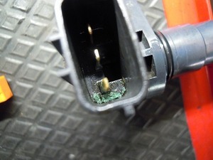 たステラ12.jpg